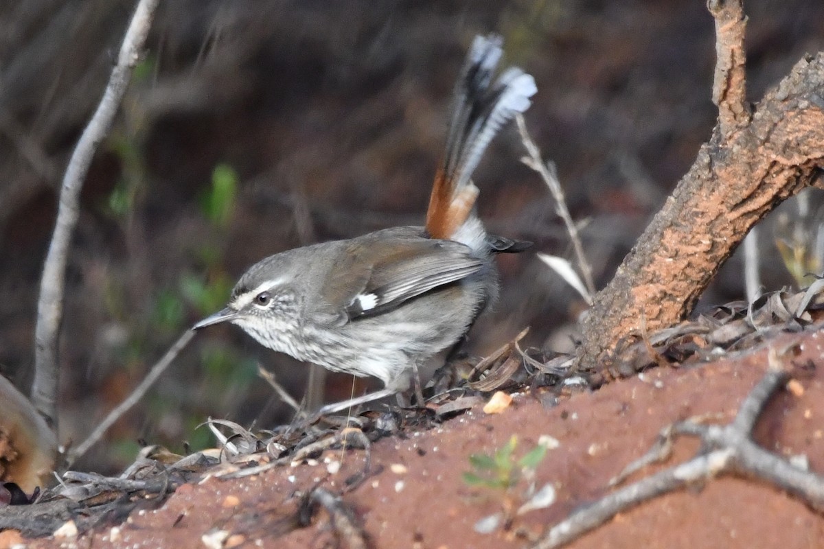 Shy Heathwren - ML636807251