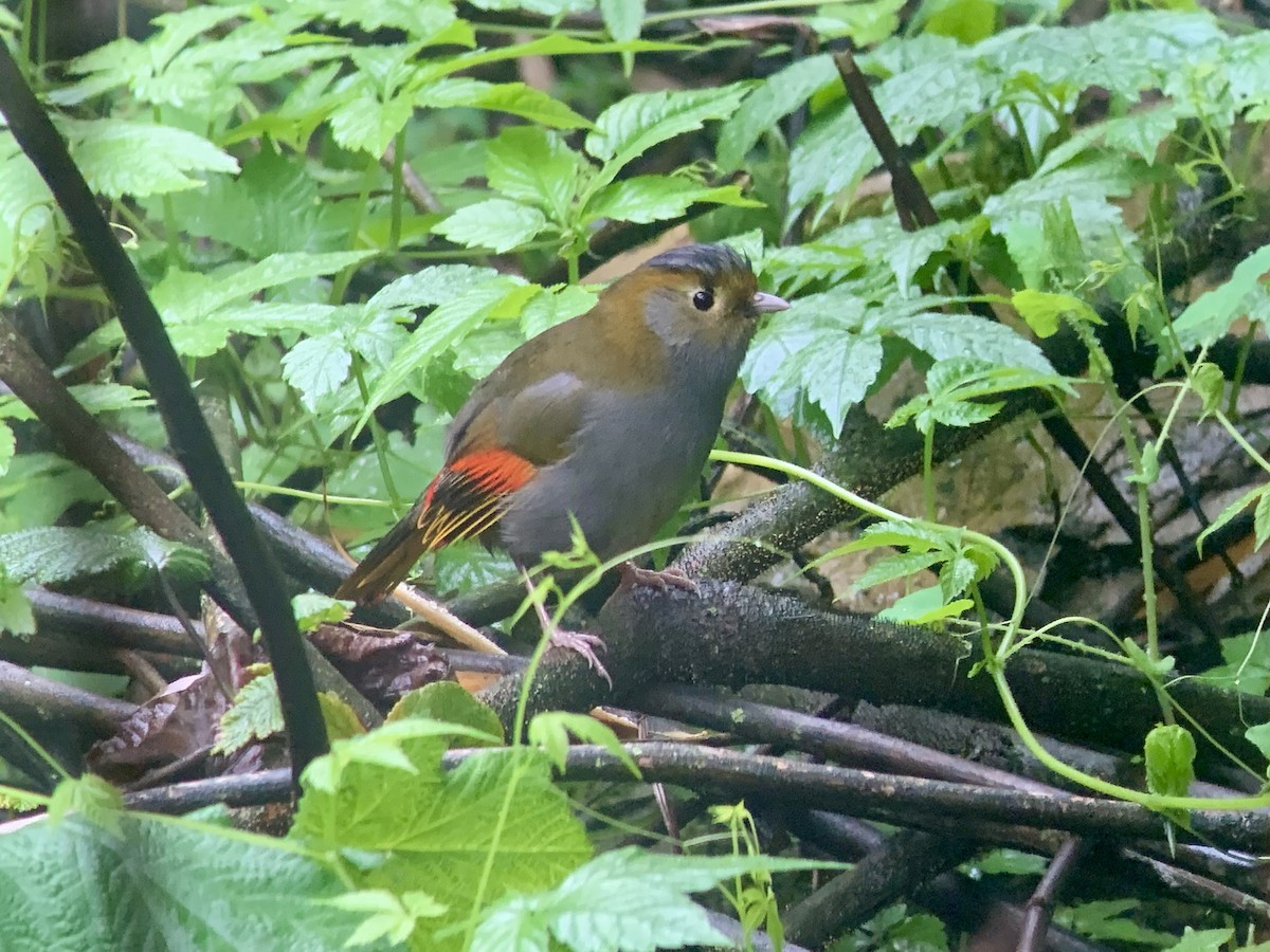 Emei Shan Liocichla - ML636807275