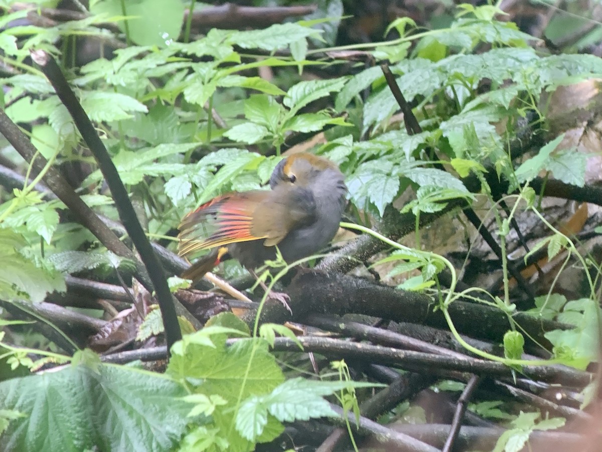 Emei Shan Liocichla - ML636807276