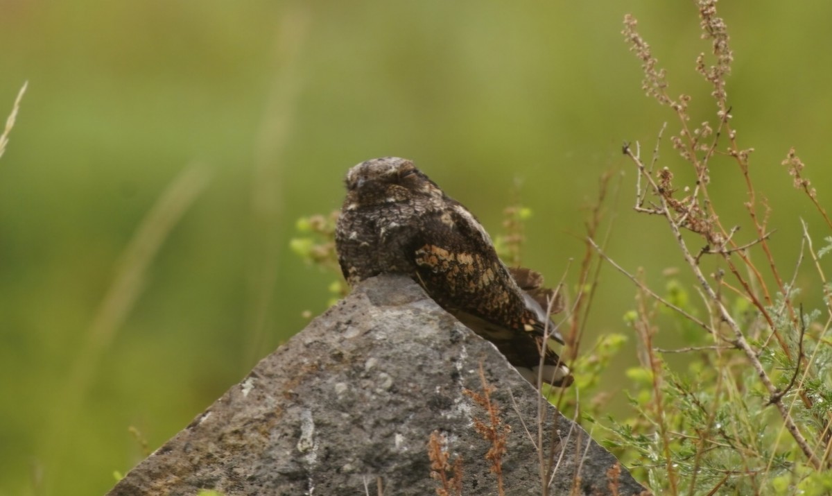 Gray Nightjar - ML636807314