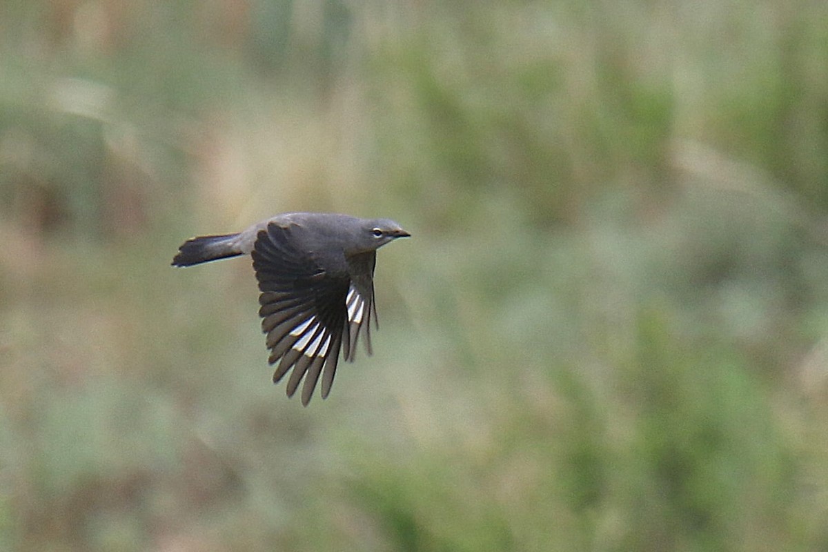 Black-winged Cuckooshrike - ML636807319