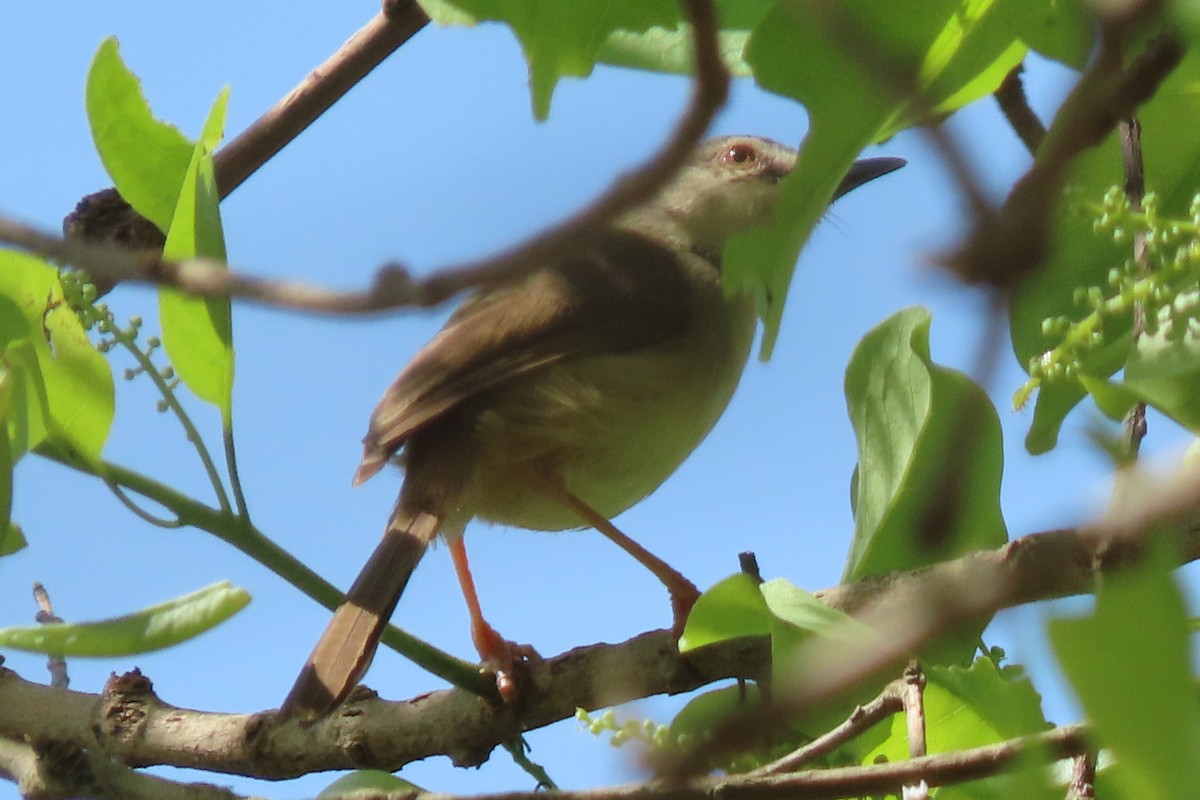Tawny-flanked Prinia - ML636807322
