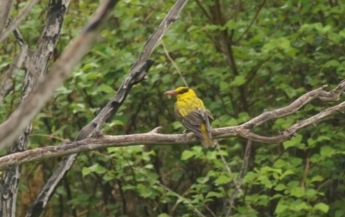 Black-naped Oriole - ML636807325