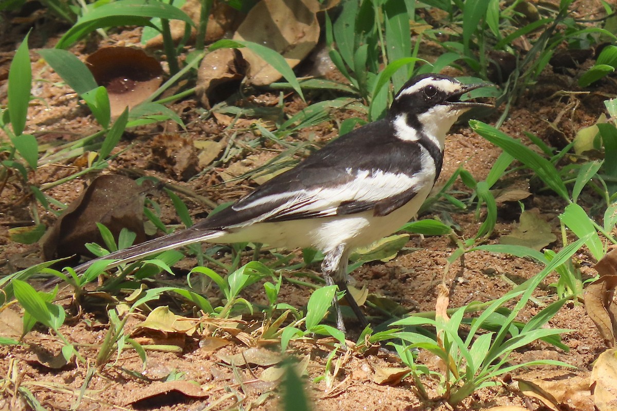 African Pied Wagtail - ML636807337