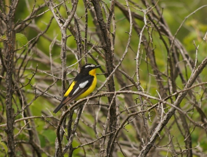 Yellow-rumped Flycatcher - ML636807348