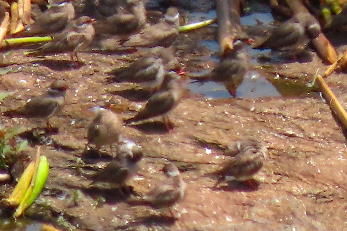 Rock Pratincole - ML636807352