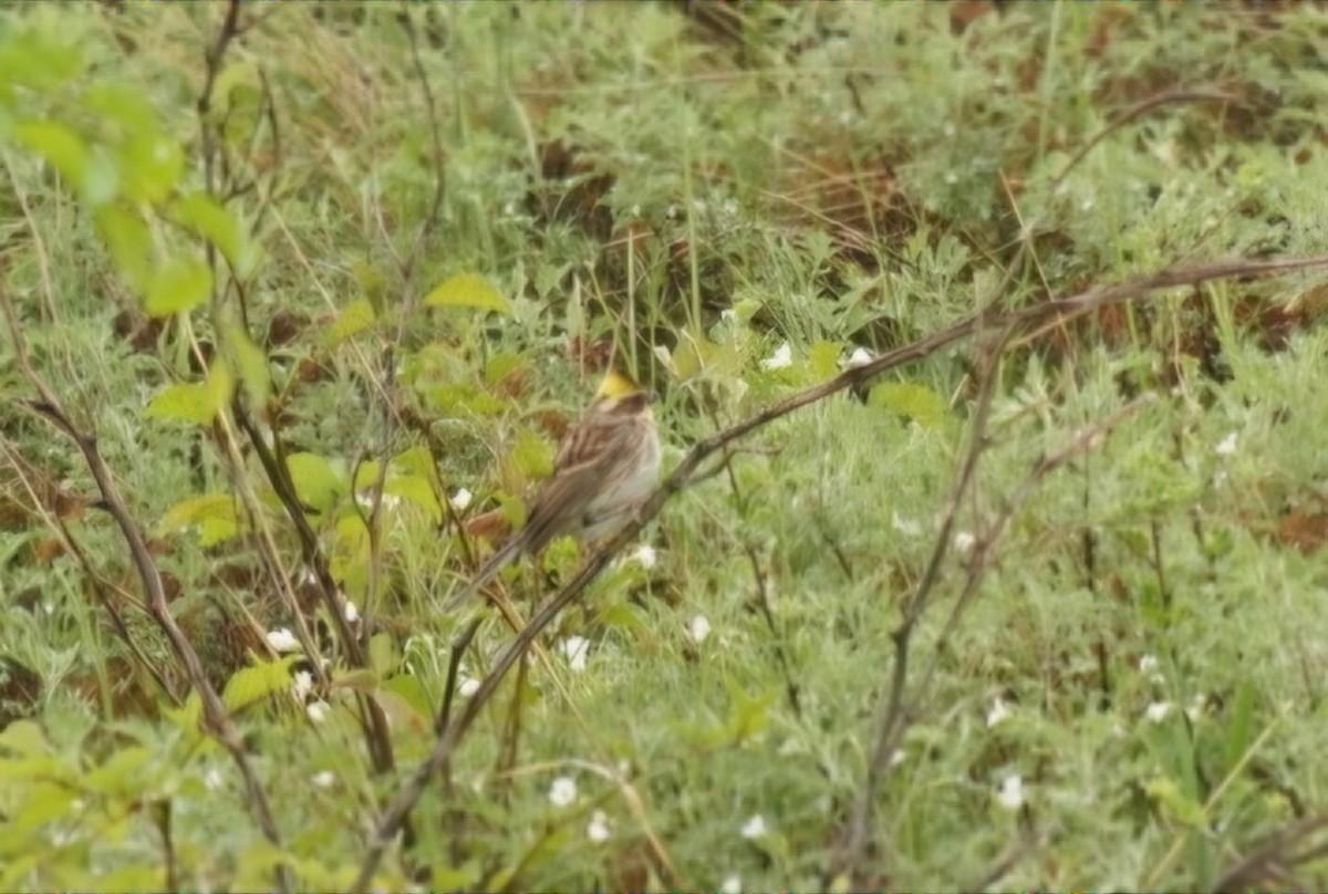 Yellow-throated Bunting - ML636807354