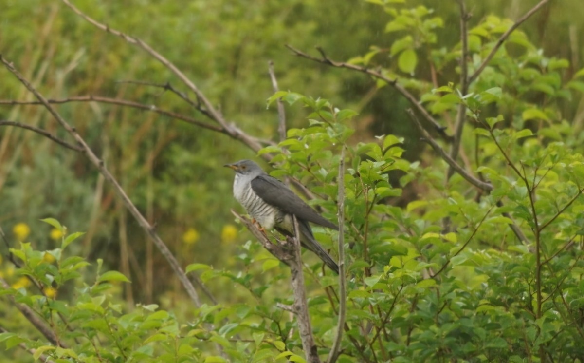 Oriental Cuckoo - ML636807397