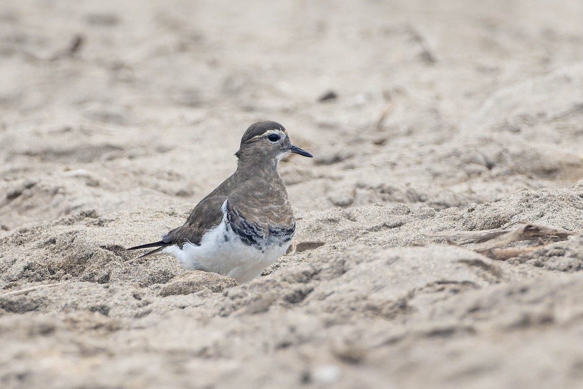 Rufous-chested Dotterel - ML636807465