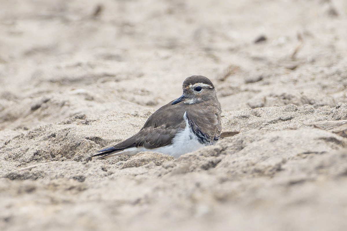 Rufous-chested Dotterel - ML636807468