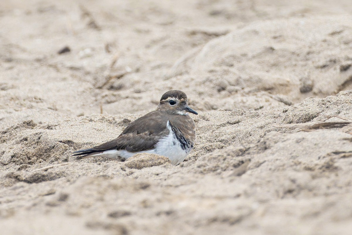 Rufous-chested Dotterel - ML636807485
