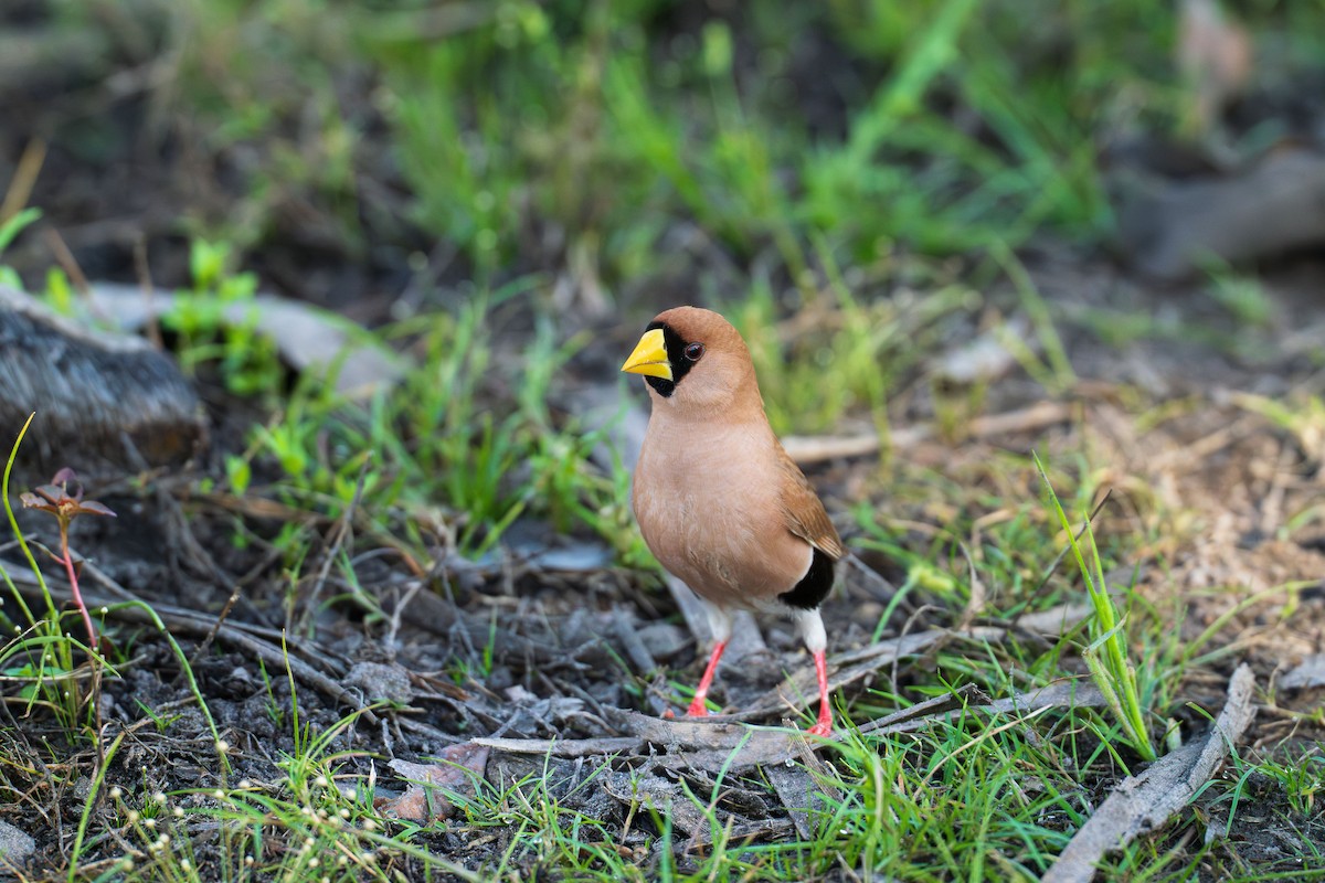 Masked Finch - ML636807488