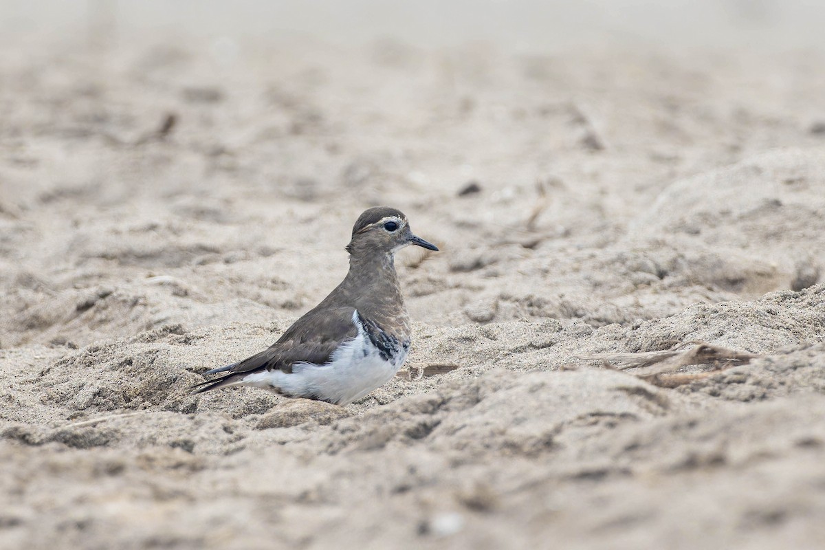 Rufous-chested Dotterel - ML636807489