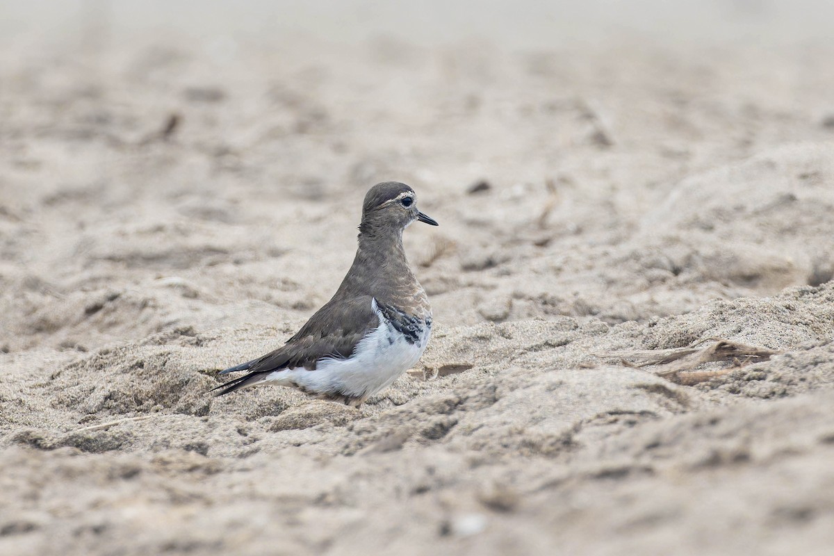 Rufous-chested Dotterel - ML636807490