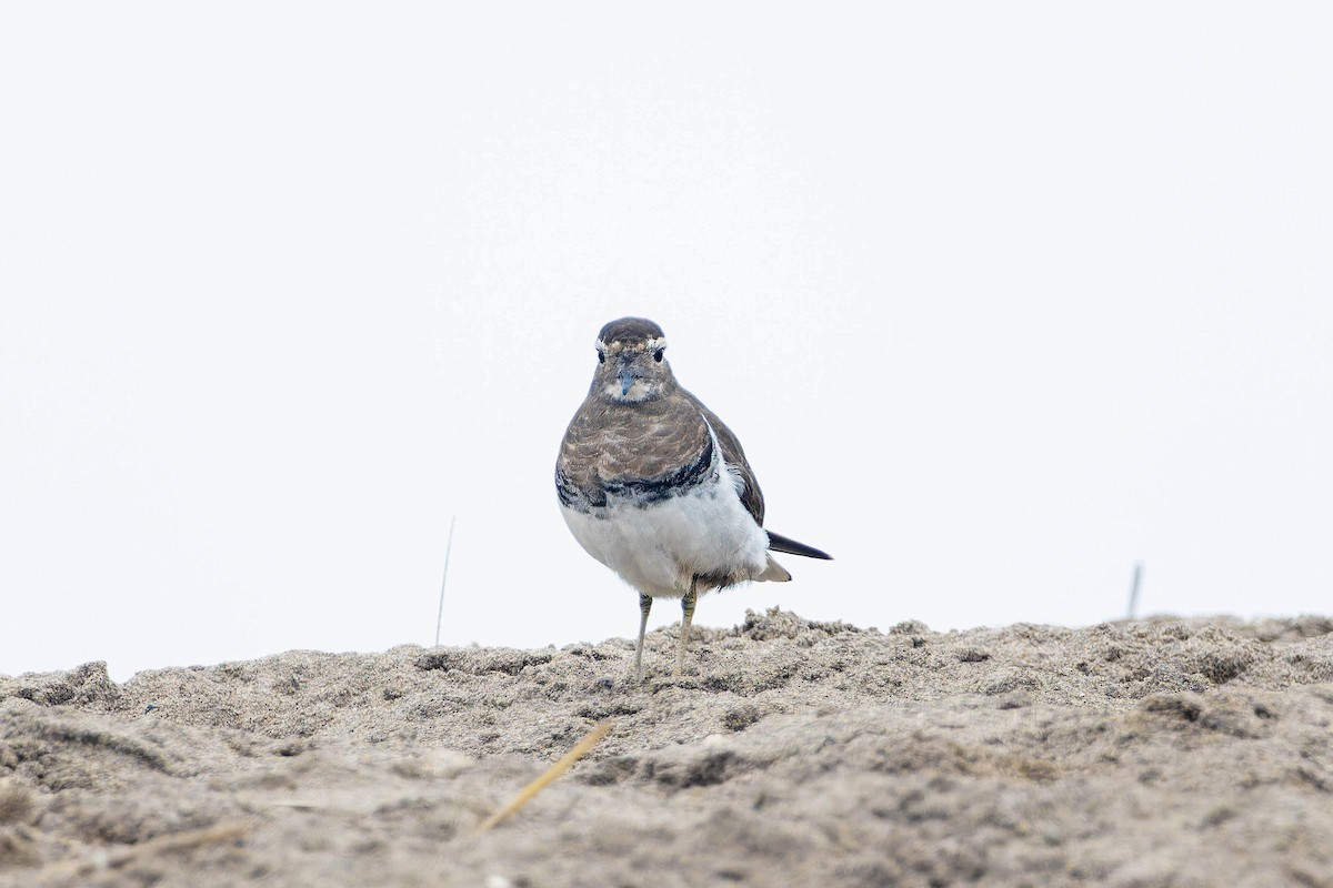 Rufous-chested Dotterel - ML636807492