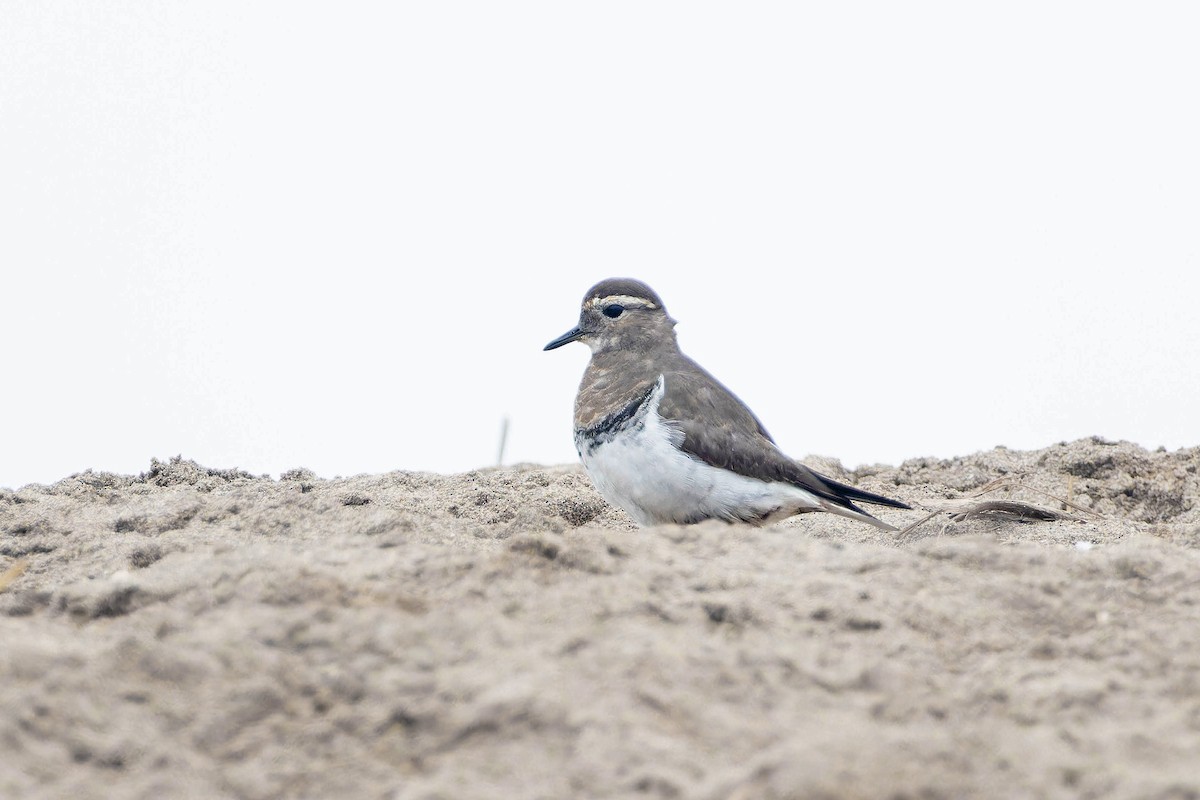 Rufous-chested Dotterel - ML636807493