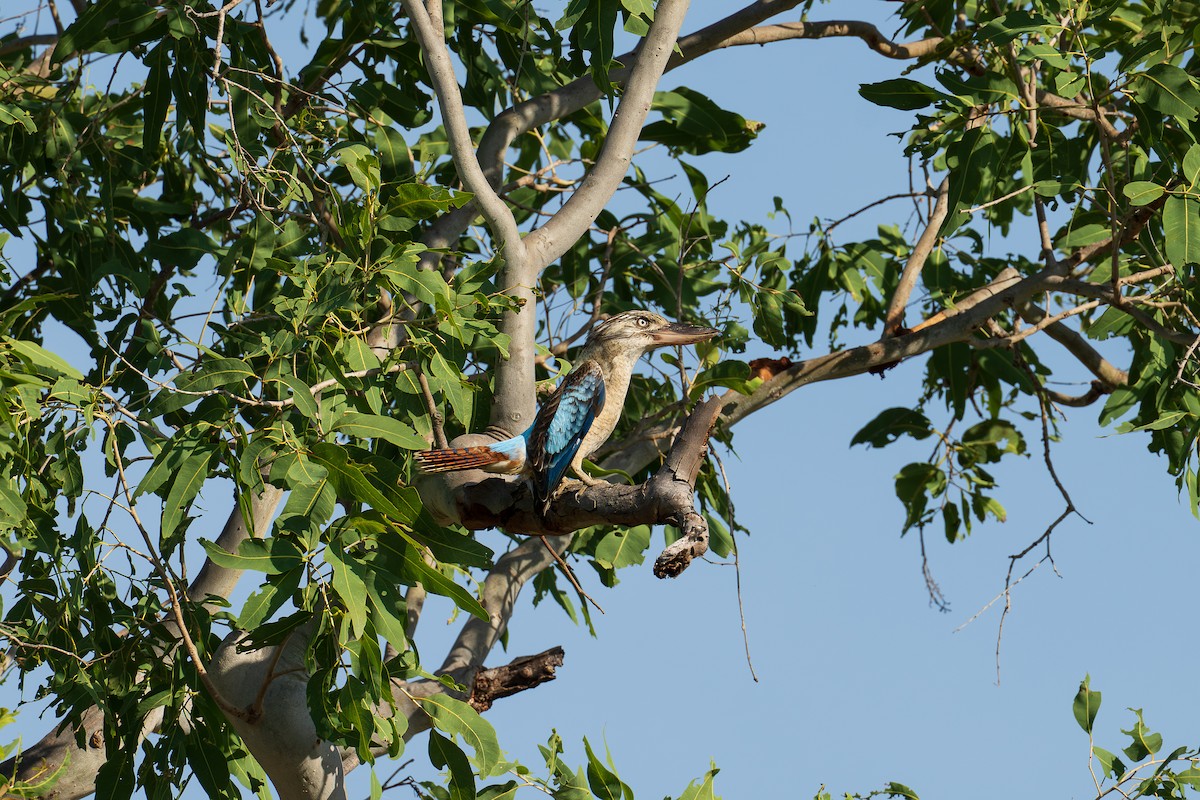 Blue-winged Kookaburra - ML636807548