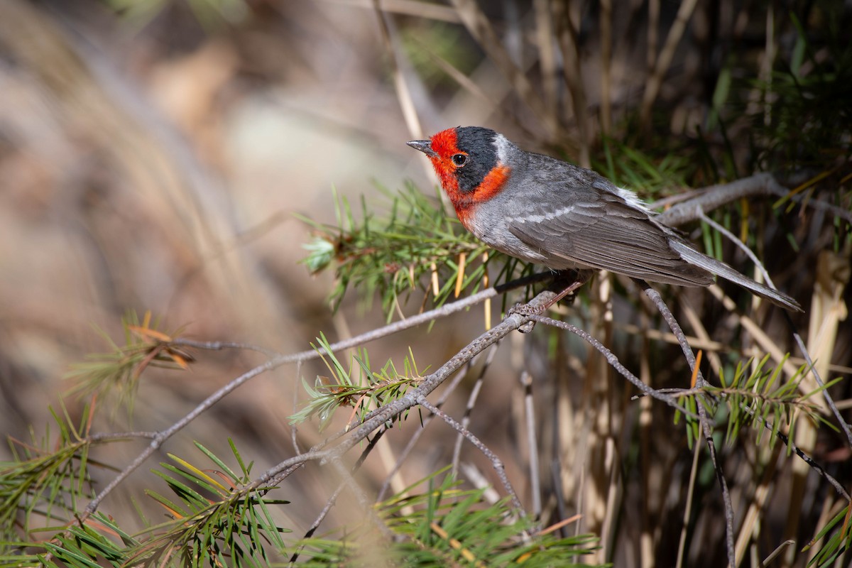 Red-faced Warbler - ML636807578