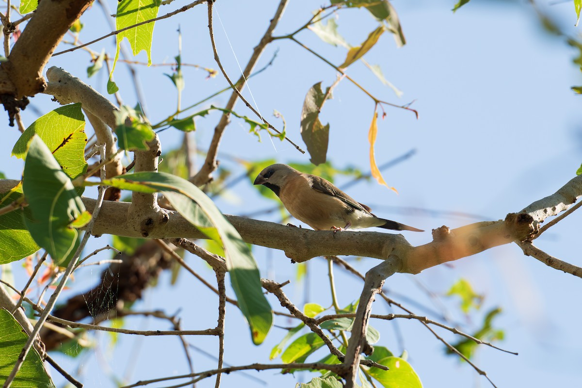 Long-tailed Finch - ML636807580