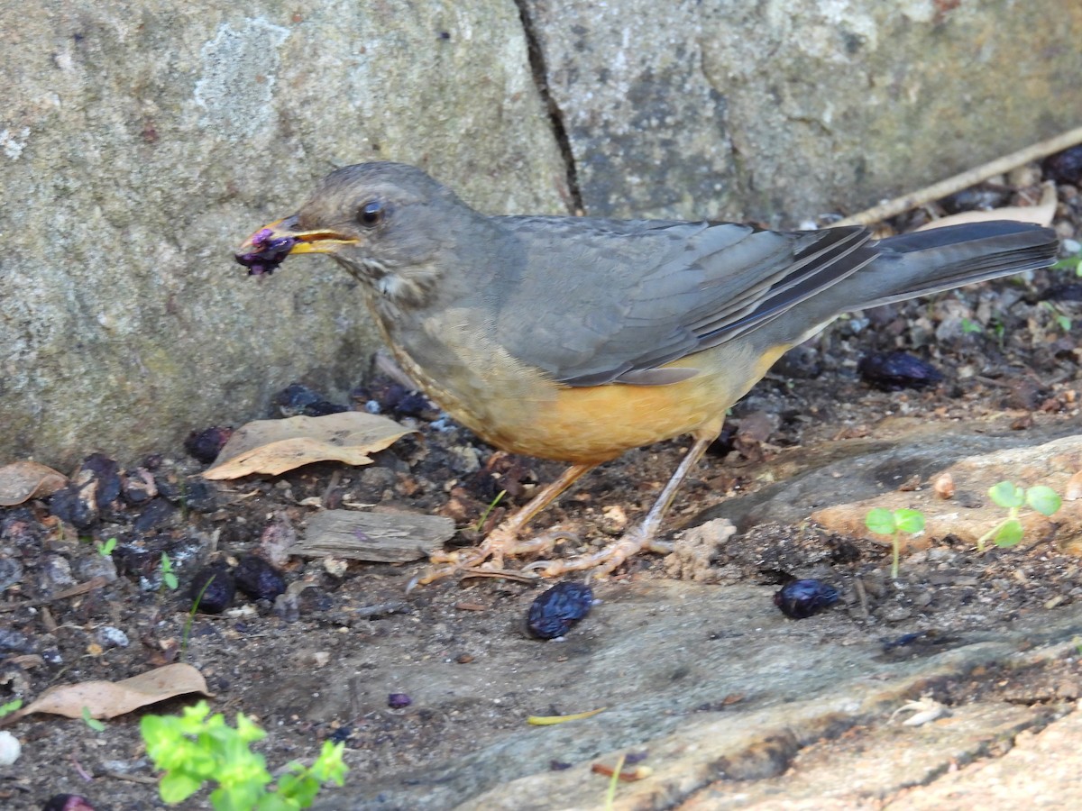 Olive Thrush - ML636807586