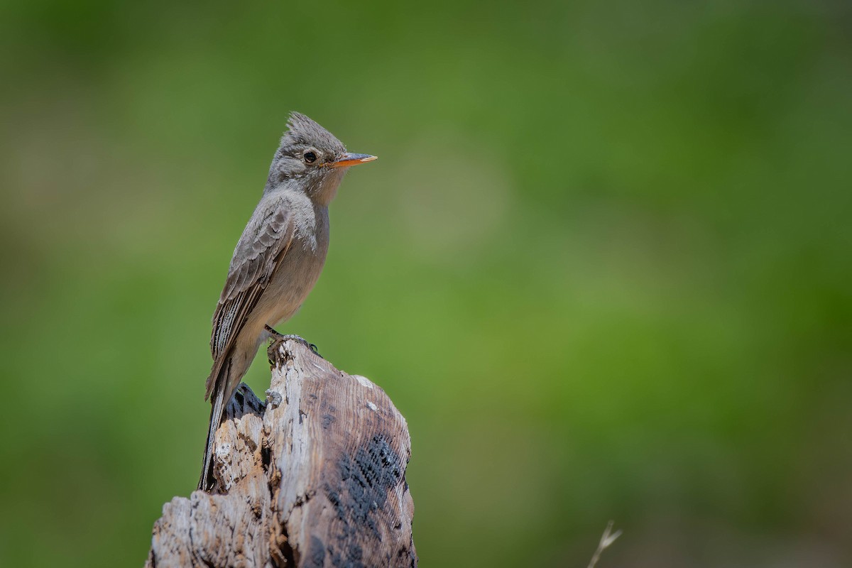 Greater Pewee - ML636807602