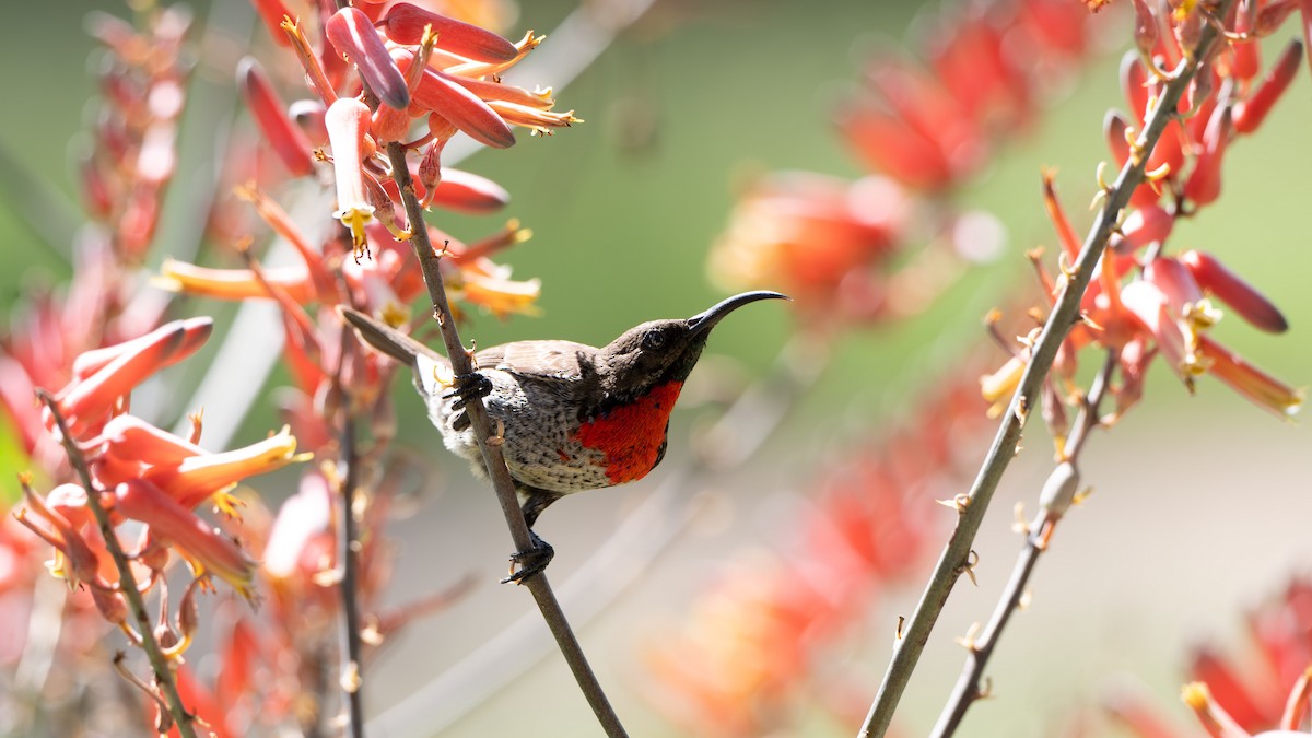 Scarlet-chested Sunbird - ML636807611