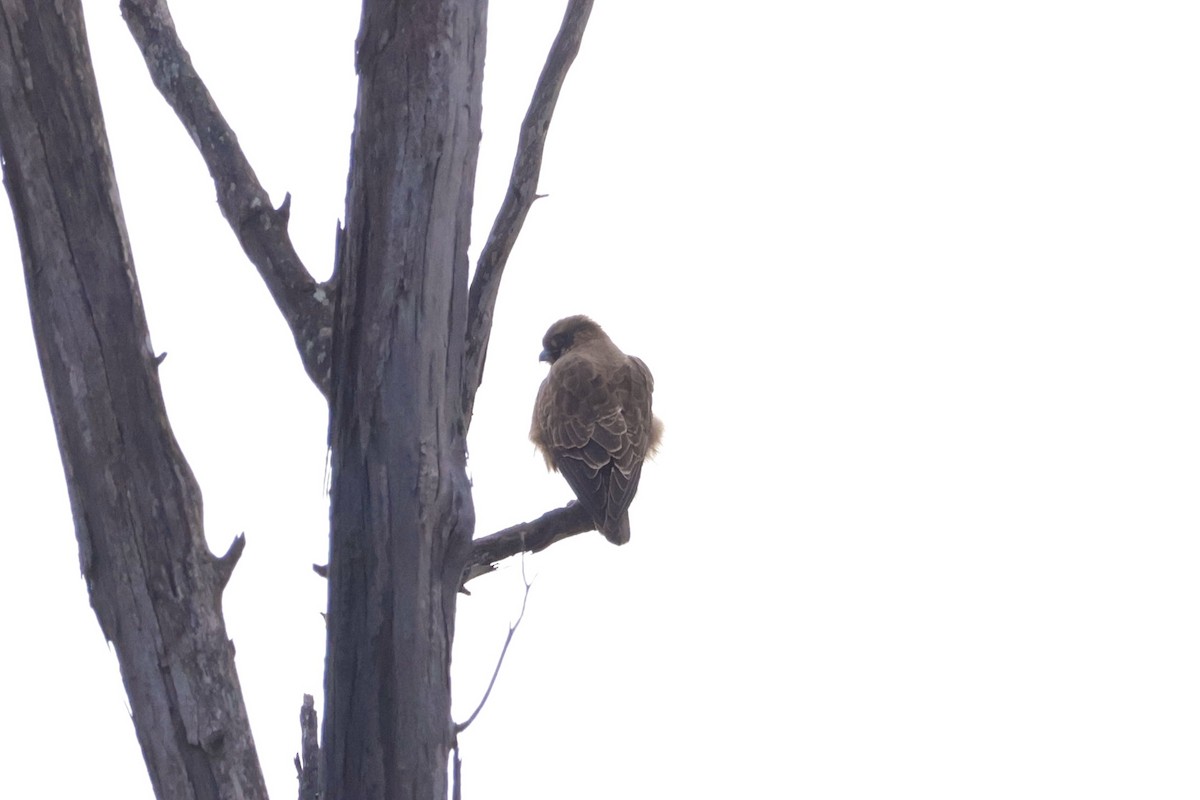 Brown Falcon - ML636807626