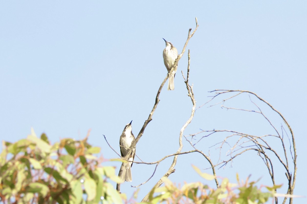 Tawny-crowned Honeyeater - ML636807628