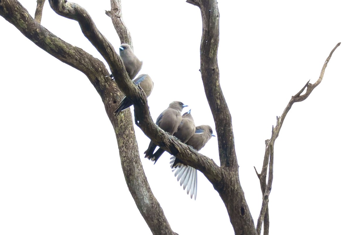 Dusky Woodswallow - ML636807630