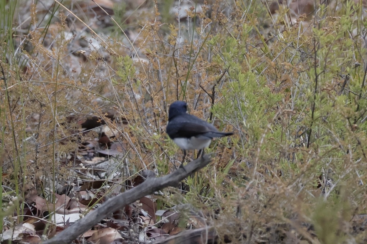 Restless Flycatcher - ML636807636