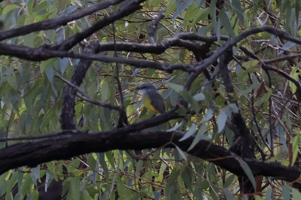Western Yellow Robin - ML636807638