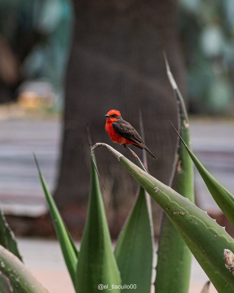 Vermilion Flycatcher - ML636807669