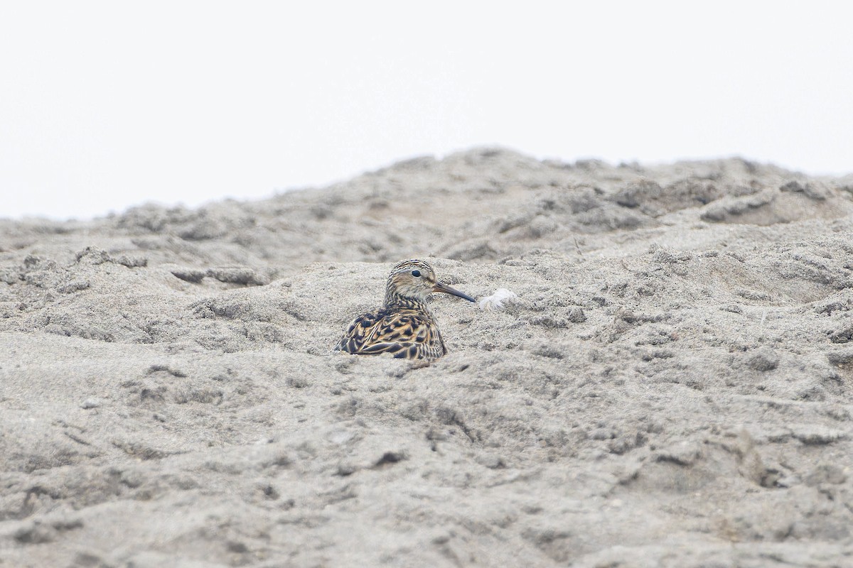 Pectoral Sandpiper - ML636807670