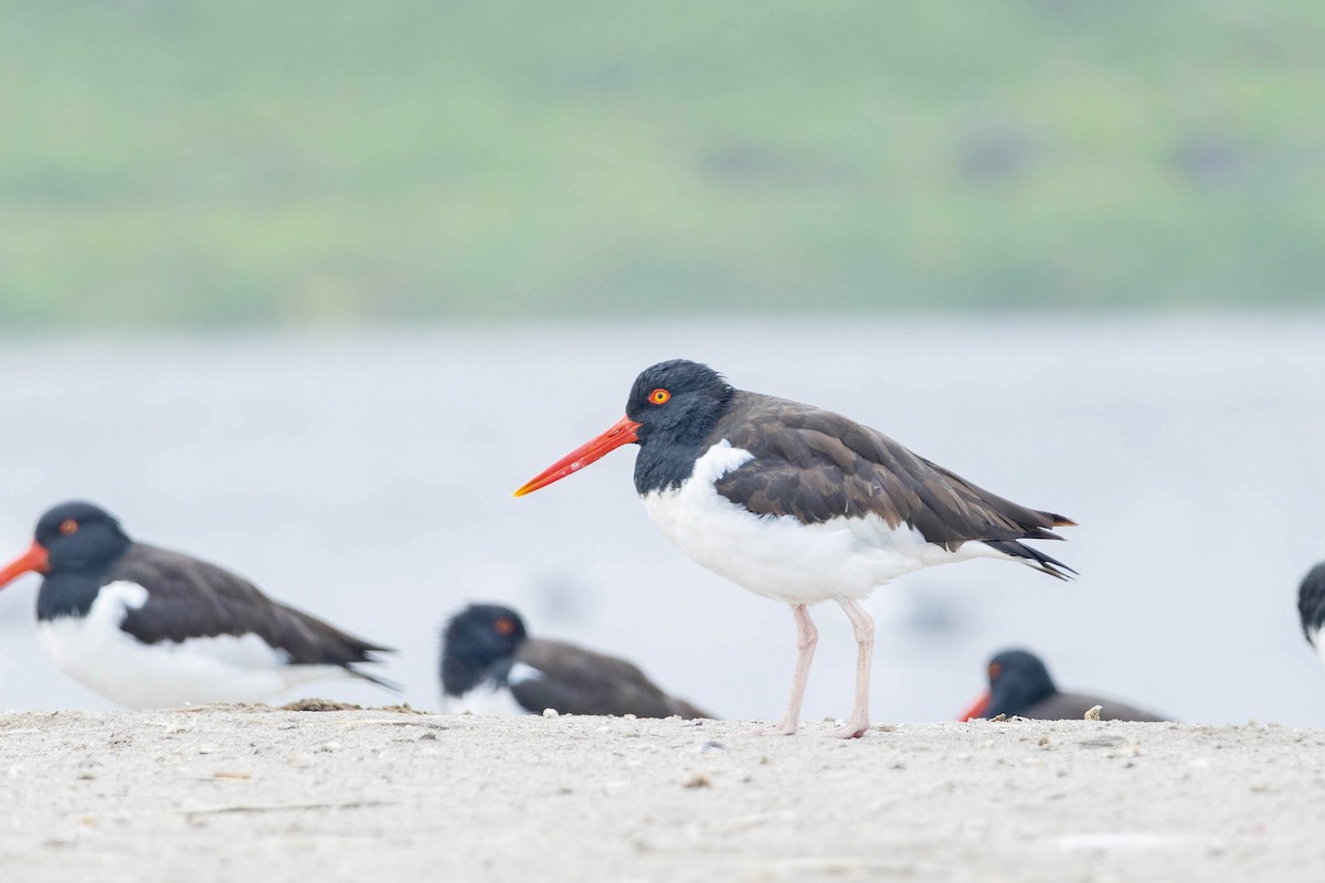 American Oystercatcher - ML636807673