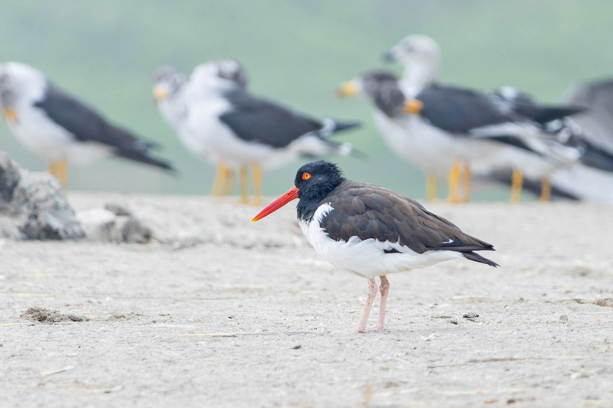 American Oystercatcher - ML636807678