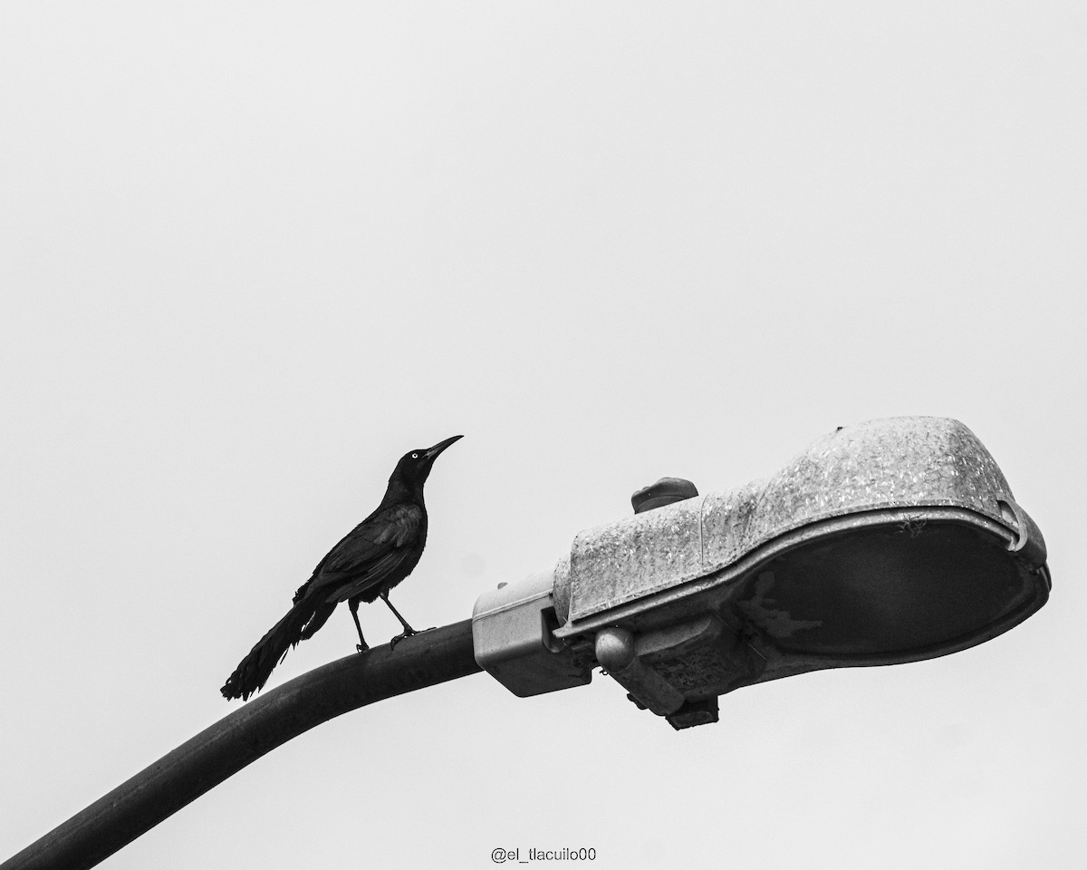 Great-tailed Grackle - ML636807679