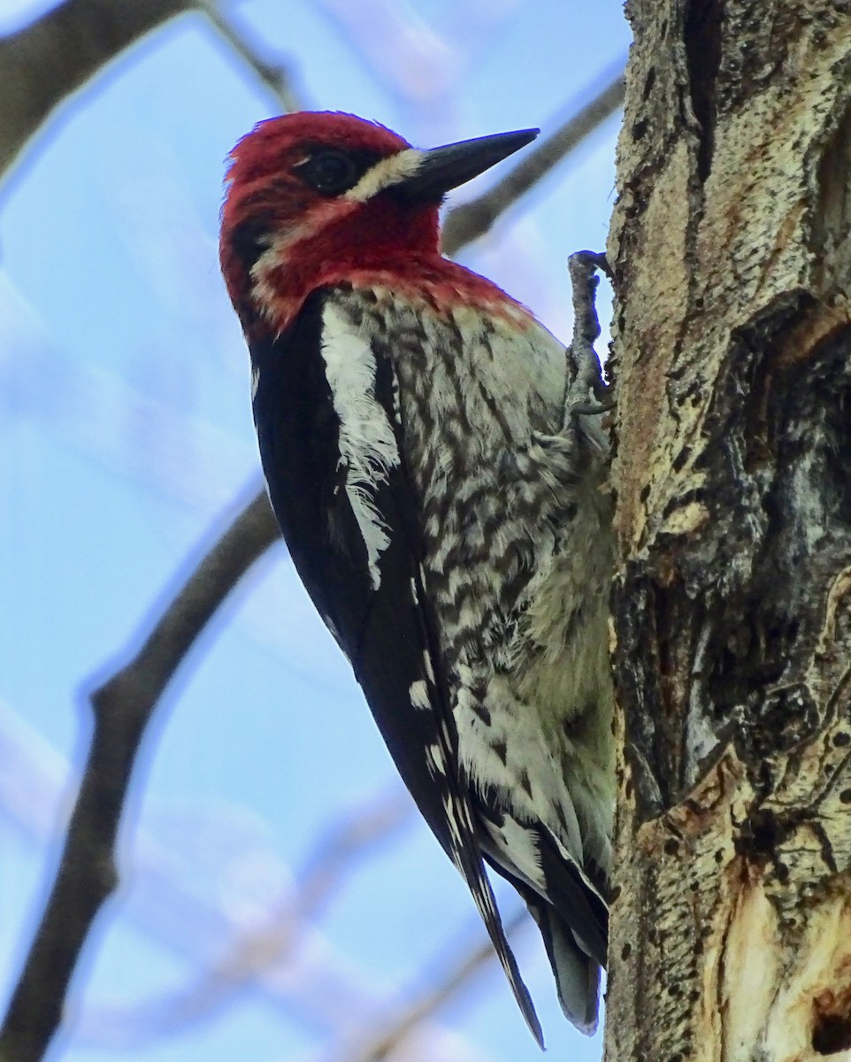 Sphyrapicus sp. - ML636807686