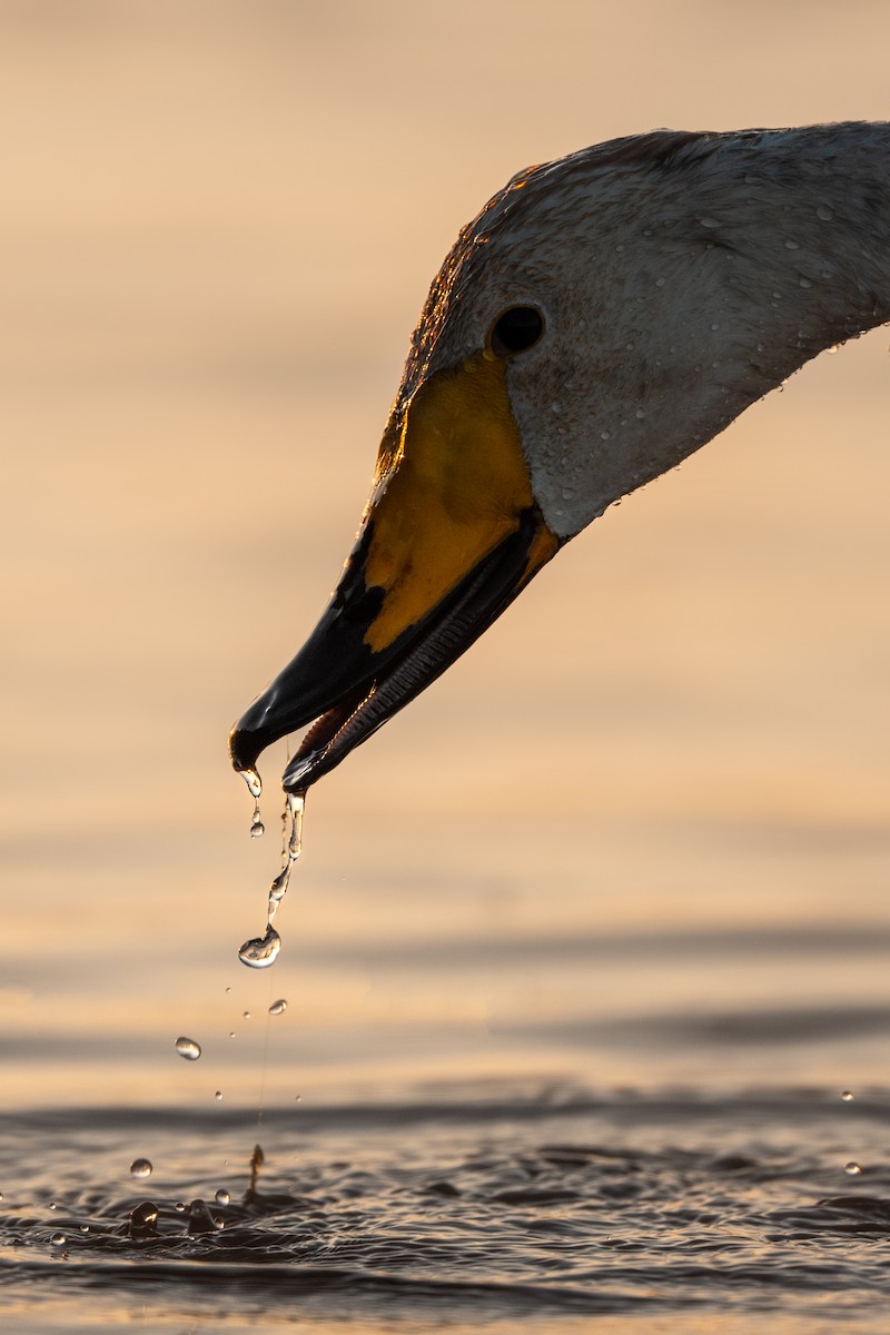 Гангар хун - ML636807695