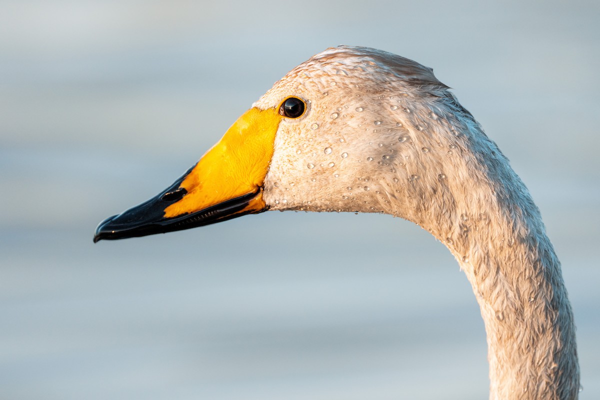 Гангар хун - ML636807699