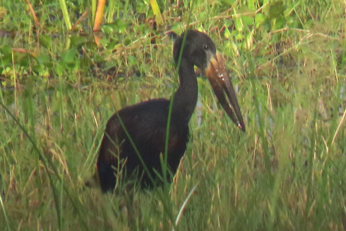 African Openbill - ML636807729