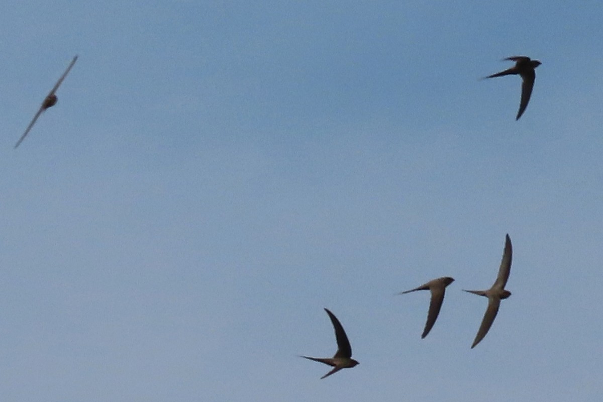 African Palm Swift - ML636807741