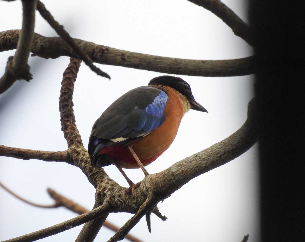 Blue-winged Pitta - ML636807745