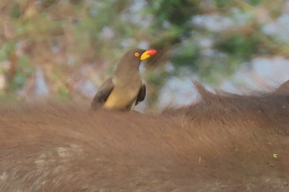 Yellow-billed Oxpecker - ML636807751