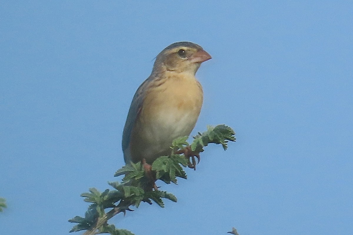 Village Indigobird - ML636807766