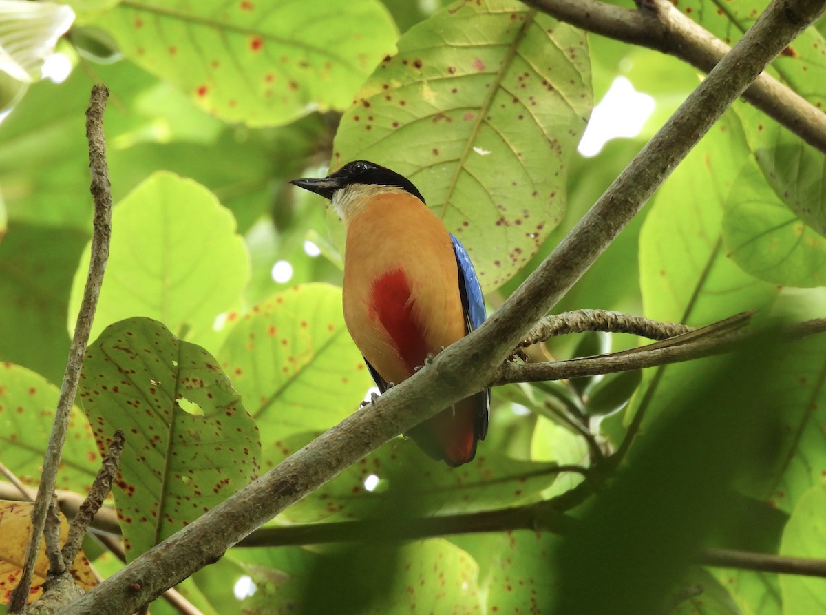 Blue-winged Pitta - ML636807774