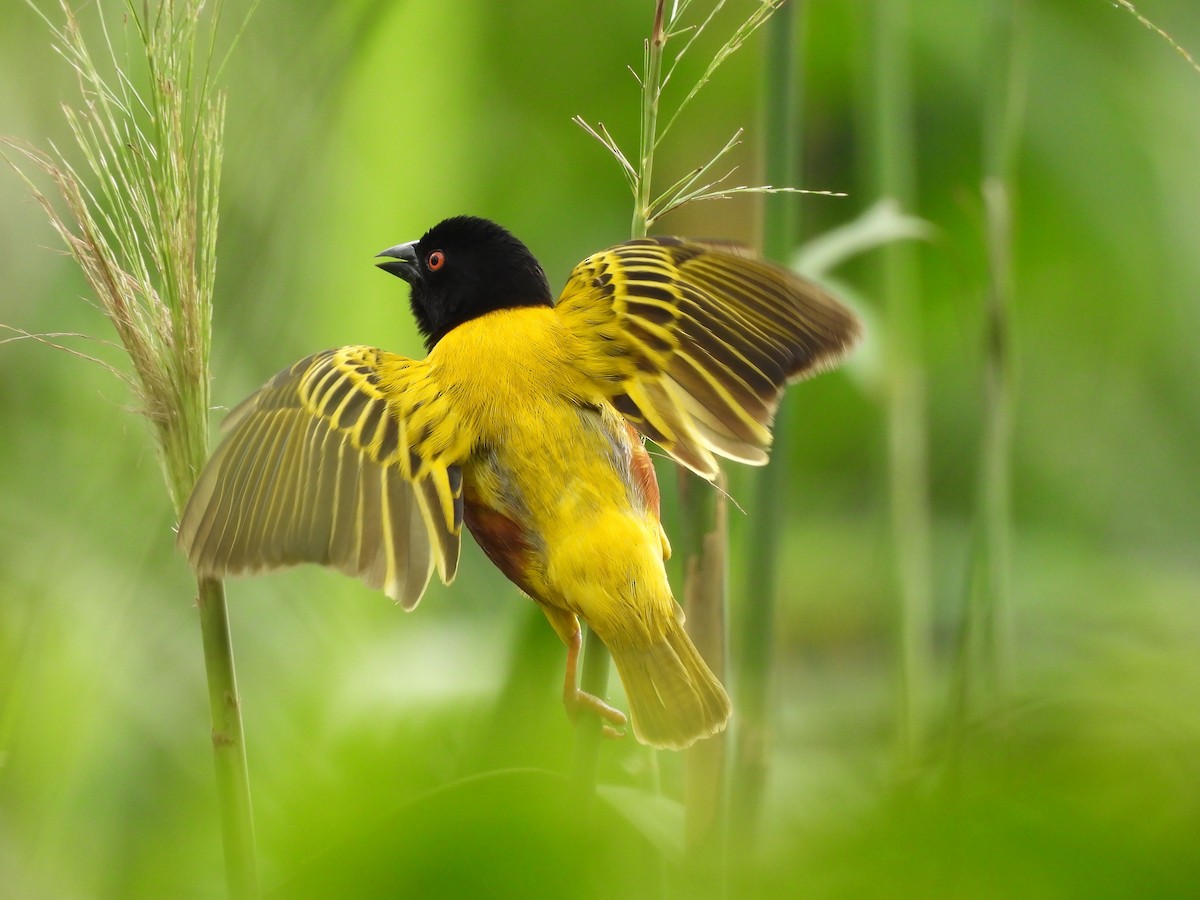 Golden-backed Weaver - ML636807776