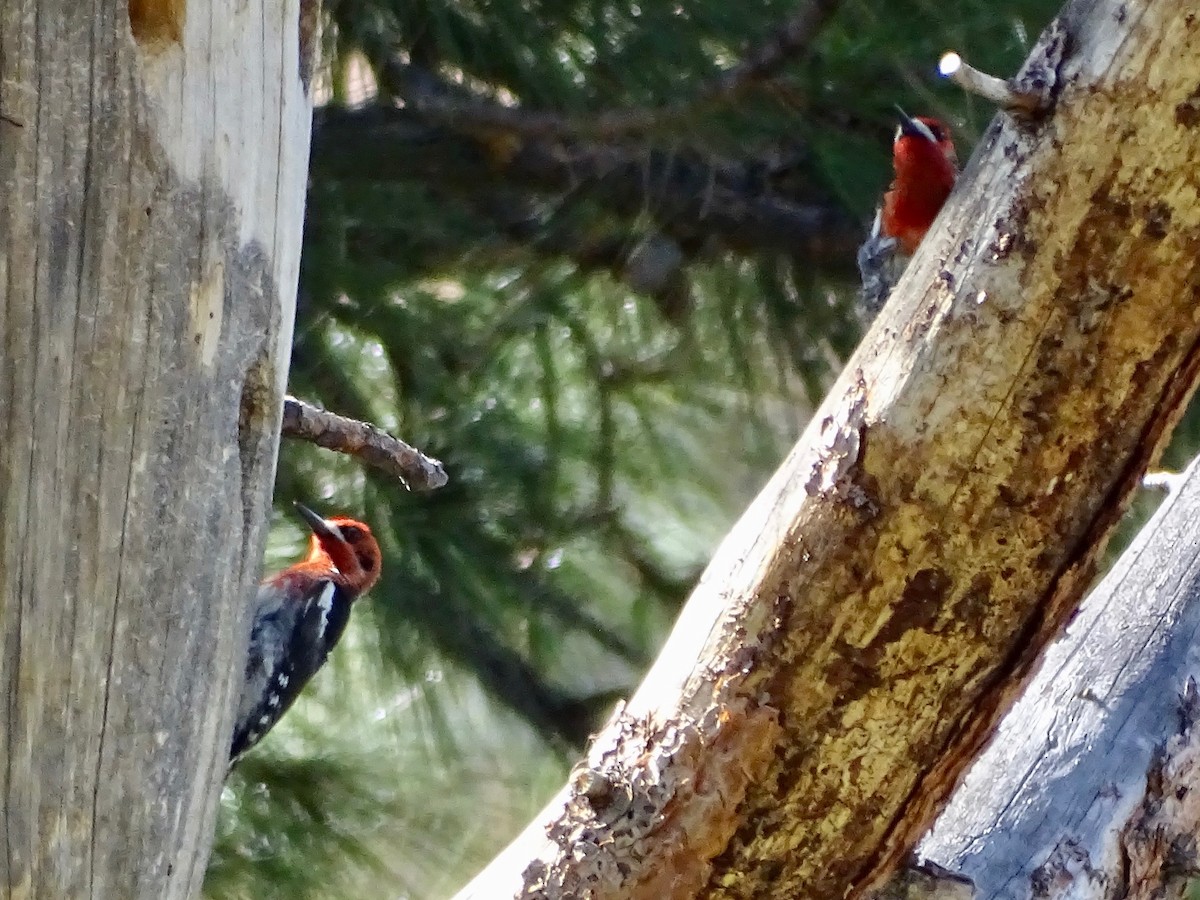 datel červenoprsý - ML636807864