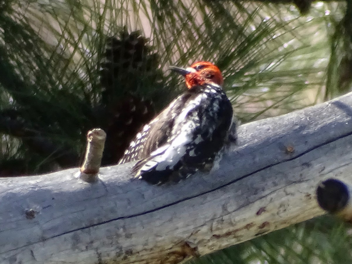 datel červenoprsý - ML636807865