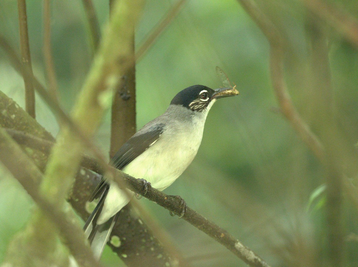 Black-headed Sibia (Lang Bian) - ML636807873