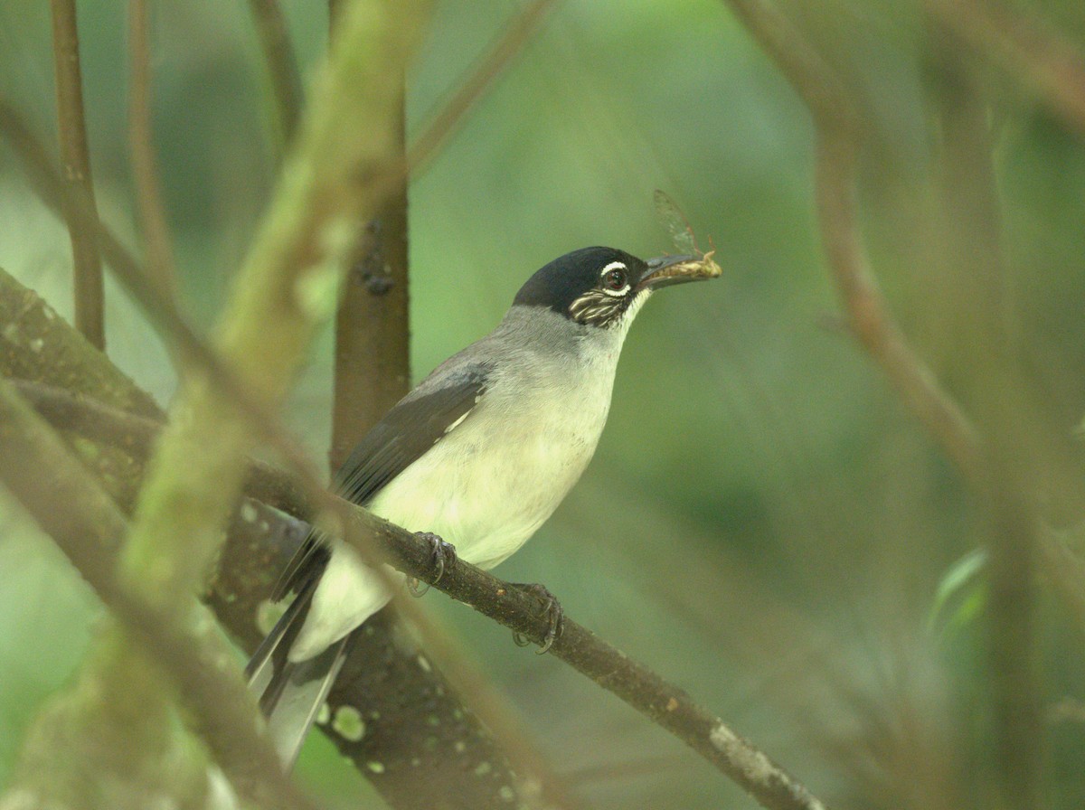 Black-headed Sibia (Lang Bian) - ML636807874